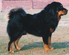 ȱƳʲôƬ