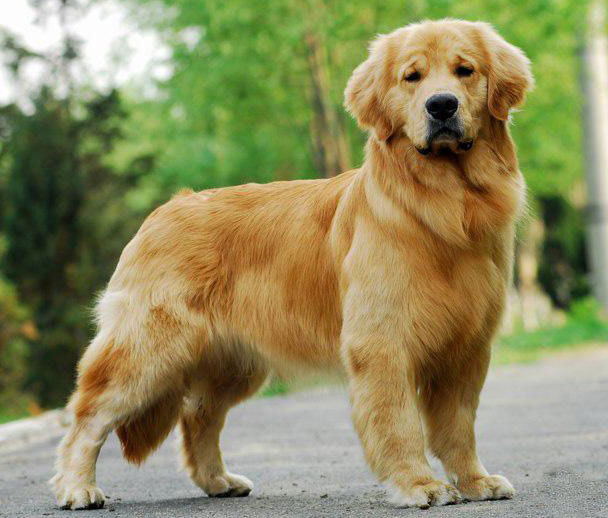 最忠诚的狗_这条土狗它原来是中华田园犬