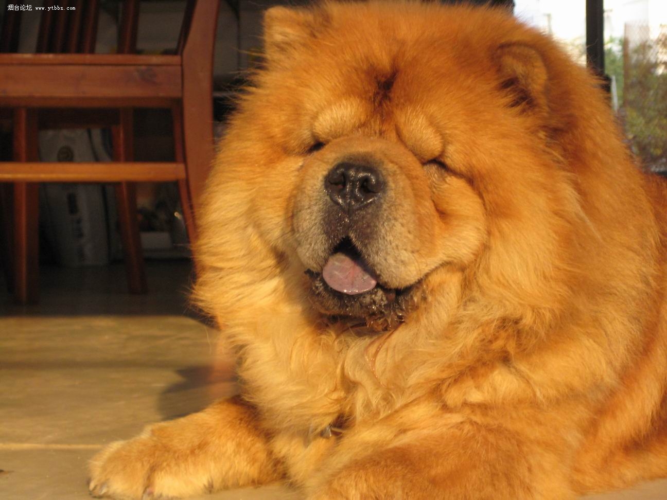 想要养好一只松狮犬,首先要做的就是懂得怎么帮松狮做日常护理,想要做