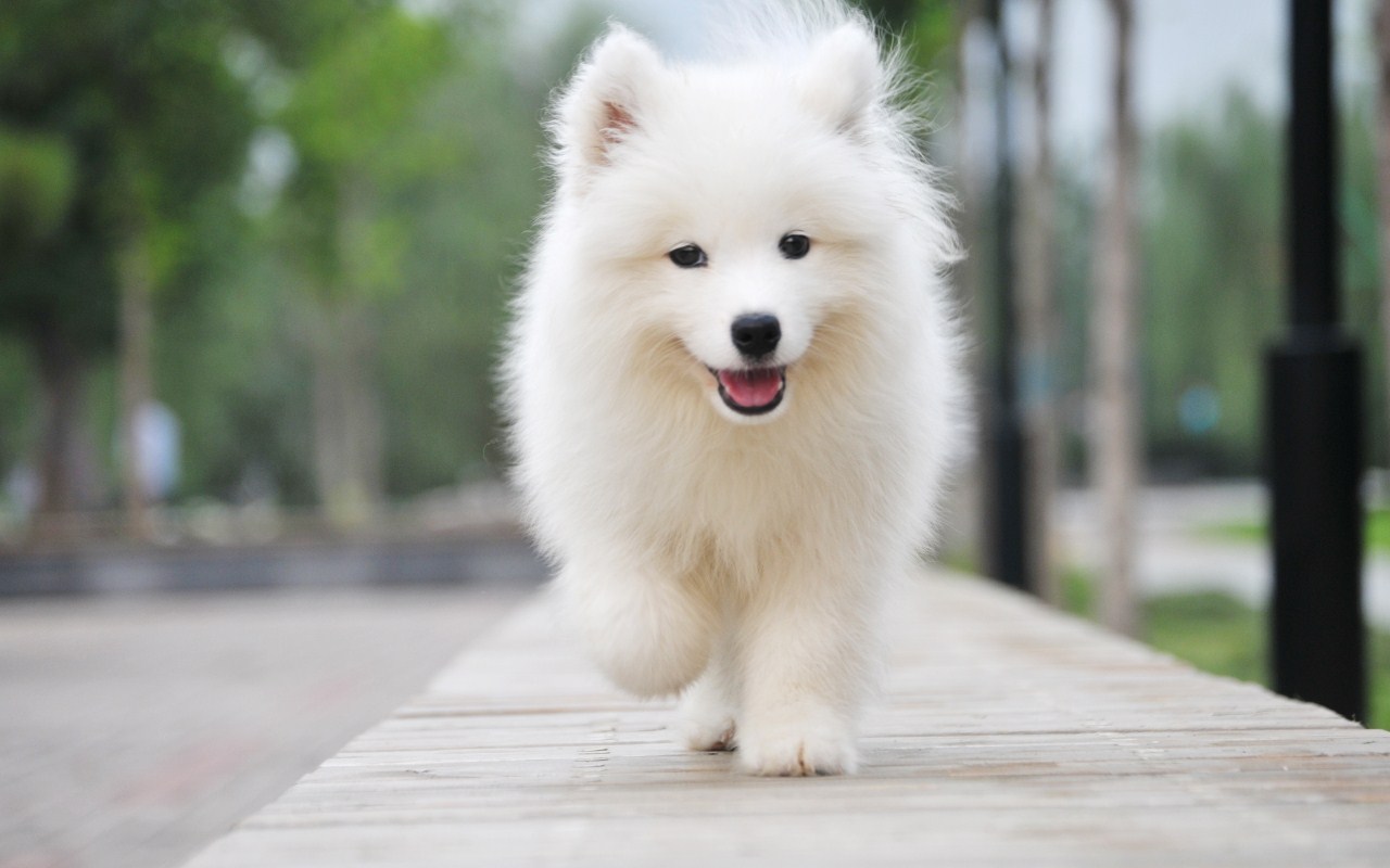 纯种萨摩耶犬幼犬狗狗出售 宠物萨摩耶犬可支付宝交易 萨摩耶犬 /编号10108100 - 宝贝它